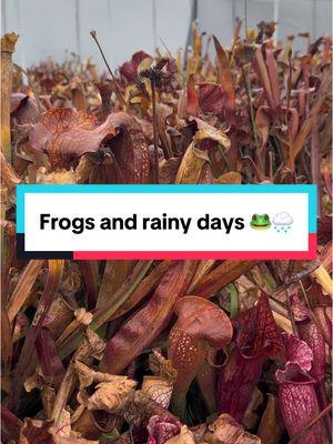 Rainy days #californiacarnivores #carnivorousplant #carnivorous #plant #houseplant #plantsoftiktok #planttiktok #farmlife #plantsmakepeoplehappy #PlantTok #garden #plantlover #rareplants #greenhouse #plantparent #frogs #sarracenia #pitcherplant