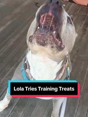 It can be difficult to find training treats for bugger dogs, but these seemed to work for Lola! #americanbullydog #americanbully #americanbullylover #fypdog #dogtok #rescuedogsoftiktok #cute #dog #pitbullsoftiktok #dogsofttiktok #pibblesoftiktok #petfluencer #PetsOfTikTok #pawup #treatyourpet #treats #DogTraining 