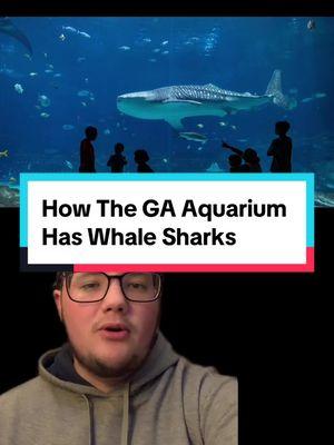 #greenscreen #sharks #whalesharks #wildlifenews #news #wildlife #animals #georgiaaquarium #aquarium #whalesharks #wildlifeconservation #conservation #ethics 