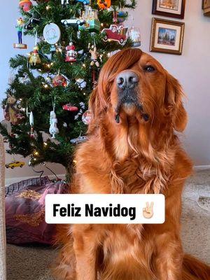 Have a very emo x-mas, fam ✌🏻 #goldenretriever #dog #funnydog #cutedog #christmas #feliznavidad #feliznavidog #emo #scene #scenekid 