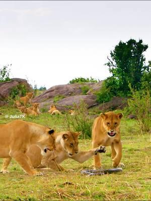 #lion #animalworld #nature #wildlife #animalslifestyle #foryoupage❤️❤️ 