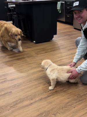 A whole week of Boone & Bodie golden lovin & forever to go 🥹  #goldenretriever #fypシ #trending #fyp #goldenretrieverlife #puppy #goldenretrieverpuppy #trend #golden #fypシ゚viral #goldenpuppy 