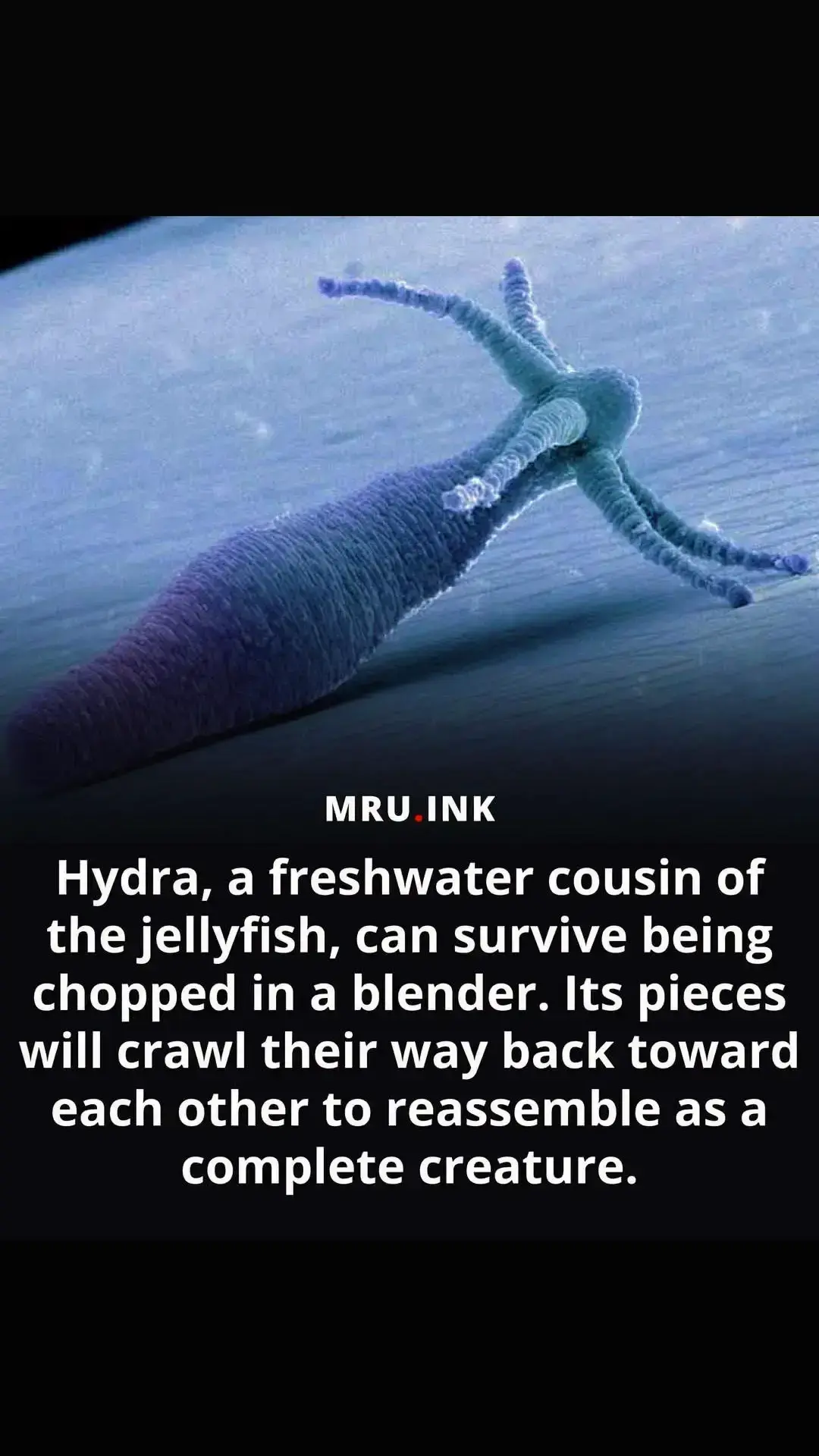 Hydra is a genus of small, freshwater animals that belong to the phylum Cnidaria, which also includes jellyfish, corals, and sea anemones. Hydras are capable of regeneration, meaning they can regrow lost or damaged body parts. When a hydra is cut into pieces, each piece can regenerate into a new individual, a process called transdifferentiation. This is possible due to the presence of stem cells throughout the hydra’s body, which can differentiate into different cell types. Hydras can reassemble their bodies by reaggregating their cells, a process mediated by cell adhesion molecules and signaling pathways. This remarkable ability is being studied by scientists to gain insights into regenerative biology and potentially develop new approaches to tissue engineering and regenerative medicine. #science #strangecreatures #hydra 