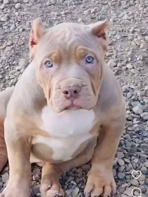 #xlbully #bulliesoftikitok #xlbullies #xlamericanbully🦍 #xlamericanbullyoffical #bigdogs #blueeyes #cutesy #demure #mindful #bbbglacier #muscleena #muscleena BBB Muscleena off BBB Glacier x Muenster cheese 