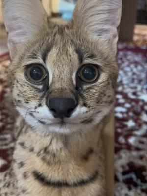 Was recording her drink but then she went 👁️ 👄 👁️ wonder what she saw?? #fyp #catasmr #asmr #cats #catnoise #catlick #servals #bengals #cutekittens #kittens 