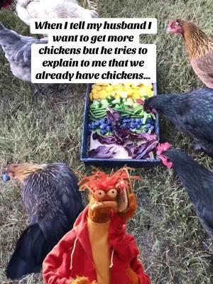 Ummm Sir there are Many more chickens that we do not have…  #backyardchickens #chickensoftiktok #homesteadlifestyle #fyp #chickens #farmfresh 