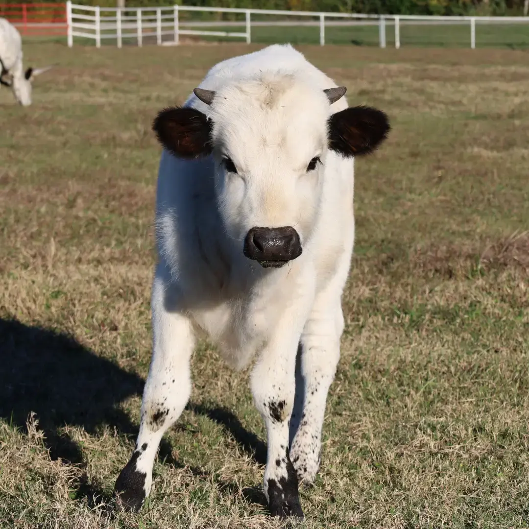 Isn't he the cutest? 💙 Looks like he's part teddy bear! 💙🧸🐮 https://www.circleofsevenlonghorns.com/ #texaslonghorncattle #longhorncattle #ranchlife #houstontx