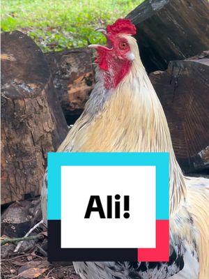 Frankie calling for #ali 📣🐔 #rooster #chicken #funnymemes #chickensoftiktok #chickenhappyhour  