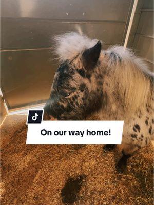 On our way home!! #horse #horses #horsetok #pets #animals #fypシ゚viral #fyp #minihorse #miniaturehorse #horsetok #pets #leopardappaloosa #appaloosa #mybaby #max #adventures 