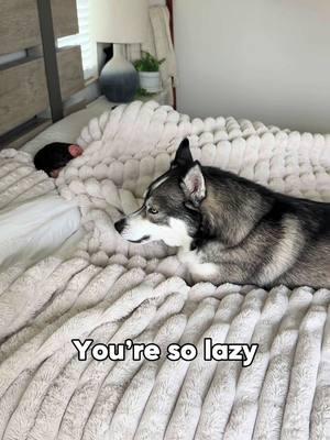 Blue does now allow anyone to sleep in… EVER  #dogsoftiktok #dogsoftiktokviral #husky #huskies #dog #dogs #funny 