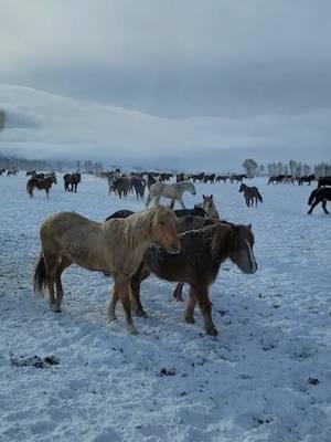 Happy belated National Day of the Horse 🐴🐎 #wy #wyoming #horsesoftiktok #nationaldayofthehorse #work #dudehorse #winter #wintervibes #beauty #beautifulview 