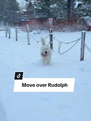 Move over Rudlph. Here comes Fenix the Reindeer 🎅  #Happydog #prancingdog #dancingdog #dog #husky #dogs #dogsrule #snowdog #snowtok 