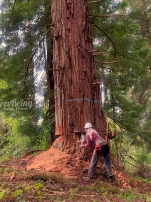 #timberfaller #logging #fyp 