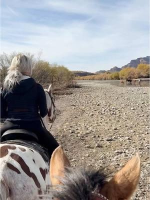 Wait for it… the most BEAUTIFUL surprise this Morning ☀️🌅 so excited for this ride in February with the girls at the Denim & Diamonds event! Truly is the most euphoric experience on horseback ✨ #womensretreat #womensevent #wildhorses #wildhorsesofinstagram 