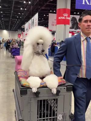 make way, make way 🐩 comin’ through! #thisisakc #standardpoodle #poodle #poodlesoftiktok #akcnationalchampionship 