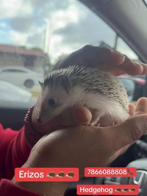 Buenas tardes 🦔 . . . #foryou - [ ] #l #foryou #fypシ #birds #exoticpets #parati #virall #views #miami #florida #trending #tiktok #tik #fly #tik_tok #tiktoker #birdsoftiktok #birdsoftiktok🦜 #vie #views_video #georgia #newjersey #newyork #colorado #california #washington #washingtondc #vir #trend #flypシ #fly #millone #viraltiktok #paratii #forypu #foryoupage #viralvideo #viraltiktok #trending 