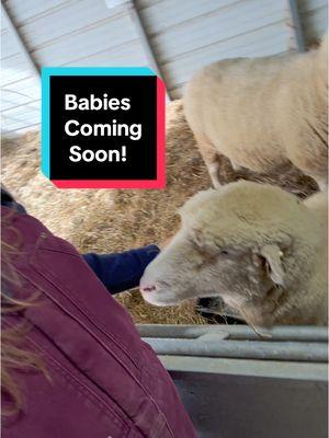 So exciting!!! Lambing season is my favorite!! #woollyranch #farm #farmlife #sheep #sheepfarmer #sheepfarm #lambing #lambingseason 