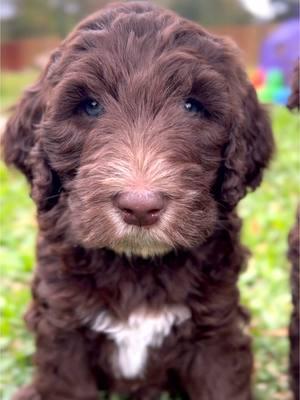 Completely smitten with these Newfypoo babies! Their soulful eyes, sweet hearts, and cuddly fluff have me falling deeper in love with this amazing breed every day. How could anyone resist this level of perfection?! #newfypoo #newfypoos #doodlepuppies #curlyqsofcarlyss #doodlesoftiktok #puppylove #cutepuppies #puppylife #dogsoftiktok #fluffypuppy #doglovers #puppyobsessed #doodlecommunity #adorablepuppies