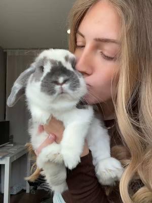 My little baby luna has turned 1🩷🩷 #hollandlop #hollandlopbunny #lopbunny #rabbit #rabbitsoftiktok #bunnies 