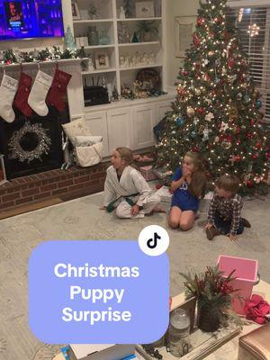 The sweetest reaction from the kids when we surprised them with a Christmas puppy 🩷 🐾 #christmaspuppy #puppysurprise #dogsoftiktok #dachshundsoftiktok #dachshund #dachshundpuppy #kidsanddogs #surprisepuppy #weenie #weeniedog #doxie #christmasdecor #christmas #christmassurprise 