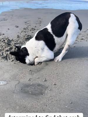 she is determined to find the crab in there.. #frenchie #beachdog #beachdogs #frenchielife #funnydogs #viraldog #frenchiepuppy #bulldogs 