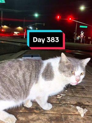 No Mocha tn Day 383  #Gatos #gatostiktok #catsoftiktok #catsmacks #streetcat #feralcats #feralcatfeast #kittyfeast #cateatingvideos 