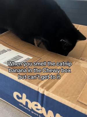 I have told Maven time and time again to watch his language but he refuses to listen. (But cats that cuss are also kinda funny) I’m sorry in advance. And yes, he did finally get to the catnip banana, actually he found 3 and had to share. #cat #cats #catsoftiktok #kitty #pets #kitties  #crazycatlady #maventhegreat #blackcat #mycat #kittens #meow 