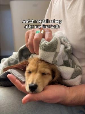 Puppy’s first bath 🐶🧼🫧  #dachshund #dachshundpuppy #dachshundsoftiktok #minidachshund #minidachshundpuppy #minidachshundsoftiktok #goldendachshund #puppy #puppylove #sleepypuppy #puppyparents #bath #puppybath #creatorsearchinsights 