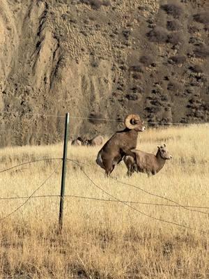 Round and round they go. #rams #bighornsheep #sheeprut #canttakeahint #takeahint #run #matingseason #leaveheralone #hardtoget #thesemen #ugh 