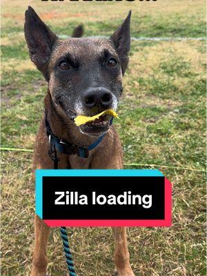 Zilla gets a little excited to play disc. #zilla #godzilla #malinois #belgianmalinois #malinoisoftiktok #belgianmalinoisoftiktok #malinoisbelgian #malinoislife #malinoisworld #malinoislovers #malinoisdog #dogtok #dogsoftiktok #chatter #funnydog #funnydogs 