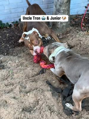 Uncle Tron keeping Junior going 🤖🐶 #merlebully #xlbully #americanbully #ego #junior #tron #dogdeveloper #betterbestdog #mydogtools #takecareofyourdogs #bitework #biteworktraining 