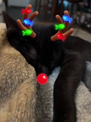 #rudolph #kitty #edgarallenpoe #foryourpage 