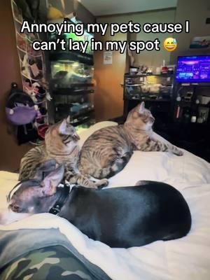 #lol #pets #cats #dogs #ilovemybabies #mychildren #chihuahua #tabbycat 