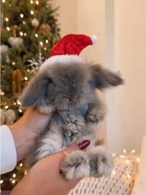 Holliday Vibes  . . . #englishangora #harlequin #magpies #bew #hollandlop #netherlanddwarf #cute #christmas #teddywidder #babybunnies #florida #bunnyland305 #lionheadbunny #englishangorafullface #angora #rabbit #bunnies #miami #vm #rabbitsofitiktok #tiktok #bunniesoftiktok #newbabies #fullfaceenglishangora #harlequintricolorteddywidder 