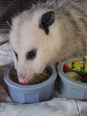 Opossum logic: Food is good but babyfood is better and the best is sharing babyfood!  #noanimalisanuisance #misfitsrehab #nonprofit #saveanimals #savewildlife #wildliferehabilitation #wildliferescue #wildliferehab #wildanimals #wildlife #ittakesavillage 