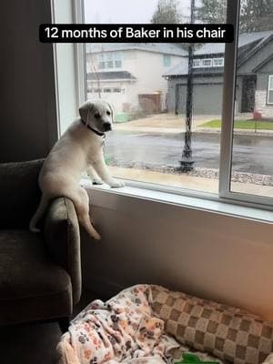 12 months of Baker in his chair 🐶🤍 #whitelab #baker #noseyneighbor #labradorretriever #labpuppy #bakerboy #gotchaday #chair #labrador #labsoftiktok 