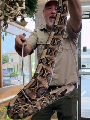 His First Encounter with a Venomous Snakes 🐍😳 Witness the unforgettable moment when my friend from Fuerza Regida sees a Gaboon viper for the very first time! 😳🐍 Known as one of the most venomous snakes in the world, the Gaboon viper is both breathtakingly beautiful and incredibly dangerous. With its unique patterns, massive fangs, and calm but deadly demeanor, this snake is truly a wonder of nature! • • • • #giant #venomous #snake #cool #video #moments #wild #wildlife #danger #noodle #big #snakes #rare #gaboon #viper #venom #glands #beautiful #amazing #animals #wow #nature #video #moment #animal #animallovers #post #tik #tok #tiktok #tiktokanimals