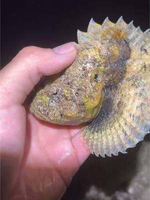 Would you touch a stone fish?😳🐠 #stonefish #fish #ocean #foryoupage #bassfishing #fisherman #catchoftheday #aquarium #fy #fyp #viral 