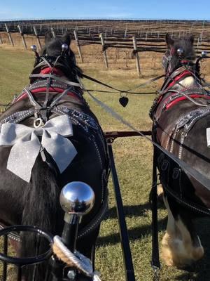 Beautiful day for some christmassy carriage rides with the Clydesdales! #holiday #jinglejanglewithme #clydesdalehorse #heritage #carriagehorse #vineyard 