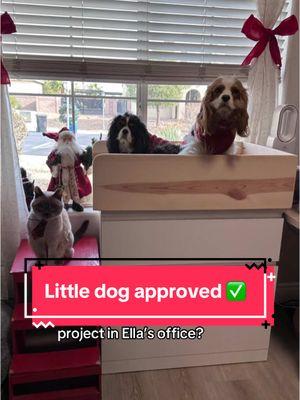 Little dog approved 😻🐶🐶#cavalierkingcharles #butjakemadeit @Ella #dogs #funwithfletchers #jakeandella #fletcherpack #ourlife #fypシ゚viral 