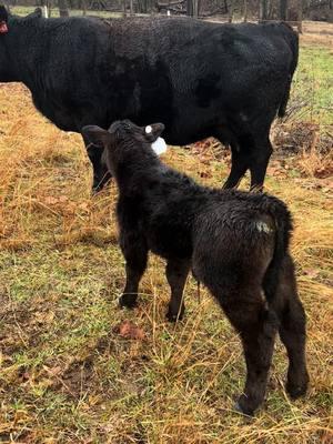 Two days old and already looks like a man 😏 #angus #justranchin #calvingseason #southernmo #drover