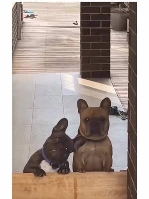 so you think you want a french bulldog… 🤭🐾 #frenchiebulldog #frenchbulldogfrenchie #frenchiepuppy #frenchiesoftiktok #frenchiebulldogsoftiktok #frenchiebulldogs #frenchbulldog #dogsoftiktok #PetsOfTikTok #frenchies #puppiesoftiktok #frenchie #zoomies #bulldogsoftiktok #creatorsearchinsights 