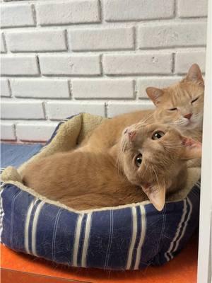 It’s been an extra cuddly #Caturday for Rusty and Butters.  🎵: @Mat Kearney  #cat #cats #catsoftiktok #cattok #orangecat #orangecats #orangecatsoftiktok #orangecatbehavior #animalsoftiktok #animallover #animallovers #funnycat #funnycats #funnycatsoftiktok #funnycatvideo #funnyanimals #gingercat #gingercats #gingercatsoftiktok #matkearney 