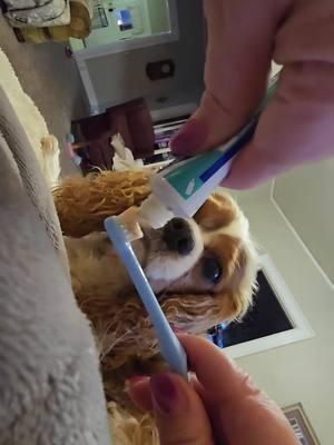 Brushing teeth prevents hemorrhaging your bank account! 🤑 He's such a good boy... now.  It took a long time and trying out a lot of toothbrushes  to get here! #dogsoftiktok #cavaliersoftiktok #cavalierkingcharles #dogs #cavalier #cavaliers #dogsoftiktok #pnw #spanielsoftiktok #agilitydogs #agilitydog #agilitycavalier #dogagility #agility #goals #spaniel #spaniel #cavlife #akc #americankennelclub#cavalierkingcharlesspaniel #cavalierkingcharles #cavalier #cavaliersofinsta #purebred #cavalierkingcharlesspanielsofinstagram #americankennelclub #akc #cavlife #instacavalier #cavaliers #cavaliersofinstagram #cutedogs #dogsofinstagram #dogstagram #dogs #dogmom #dogsofig #instadog 