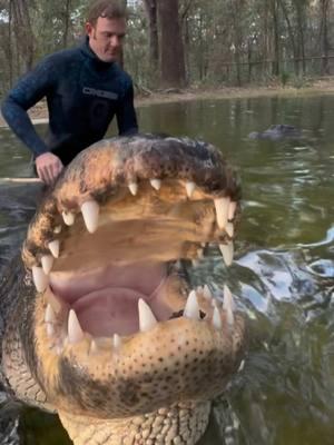 Bella and Big Mac having some snacks!!  ~~~Our rescue gators are wild caught nuisance gators that would’ve otherwise been destroyed. The state of Florida destroys 8,000 “nuisance” gators annually, but we don’t have a nuisance gators problem but rather a nuisance HUMAN problem. 1k people a day move to FL, unsustainably developing the land, and a lot of ignorant people making a nuisance out of themselves. NEVER feed a wild gator, never have kids or pets near the water, and never swim in gator habitat! And of course, never attempt anything you see in my videos! If you would like to donate to the care of the sanctuary animals, we greatly appreciate any support!! You can make a tax deductible donations directly through our website bellowingacres.org  @bellowingacres  #animaleducation  #Rescue #AnimalRescue #AnimalSanctuary #ExoticAnimals #Animals #Animals #CuteAnimals #educational     #Gator #Alligator #crocodile #nilecroc #nilecrocodile   #reptile #scicomm #rescuegator 