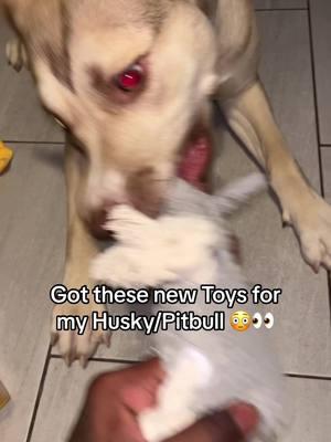 Early Christmas gift for Sage 😭😂 had to hook my girl up ! So far so good, she hasnt been able to rip it apart lol #dog #dogs #dogsoftiktok #dogsofttiktok #doglover #dogmom #dogtok #dogtoy #dogtoys #DogTraining #doglife #husky #huskylife #pitbull #pitbullsoftiktok #pitsky #animalsoftiktok #animallover 