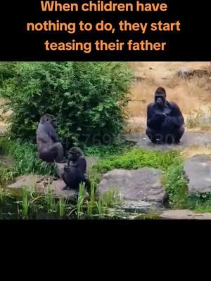 When children have nothing to do, they start teasing their father #gorillatag #funnyanimals #gorillafamily #gorilla #funnygorilla #monkeydluffy 