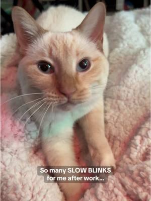 SO this is love… 100 % #slowblink #creatorsearchinsights #catlove #catkneading #catbiscuits #cutestcat #viralcat 