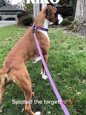 🚶‍♂️🐾 Kiko spotted a squirrel on our 4-mile walk today, and her inner hunter came to life! Check out her majestic hunting pose—our gorgeous girl showing off her skills. 🐕❤️ #KikoTheBoxer #DogLife #HunterMode #SquirrelSpotter #BeautifulDog #Walkies #NatureLover #DogAdventure #BoxerDog #PetLover #DogMoments #4MileWalk #DogExercise #MajesticHunter