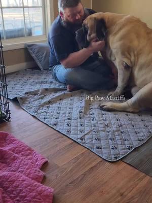 Brian reassuring Della things will be ok as she will be delivering puppies in a few days 🐶🐾🩷 #englishmastiff #della #mastiff #bigpawmastiffs #nc #bigdog #daddybigpaw #gentlegiant #dog #purelove 